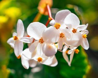 Gite a Deshaies Guadeloupe : village de pecheurs et nature