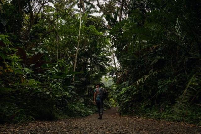 Un sentier de randonnée en forêt tropicale