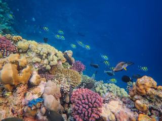 Barrière de corail : pourquoi choisir une sortie en petit bateau en Guadeloupe ?