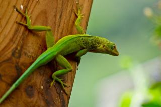 Séjour en Guadeloupe : préparer vos vacances dans l’archipel